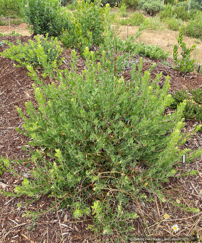 Shrubs ~ Arctostaphylos 'Sawtooth' CA20-28 ~ Dancing Oaks Nursery and Gardens ~ Retail Nursery ~ Mail Order Nursery