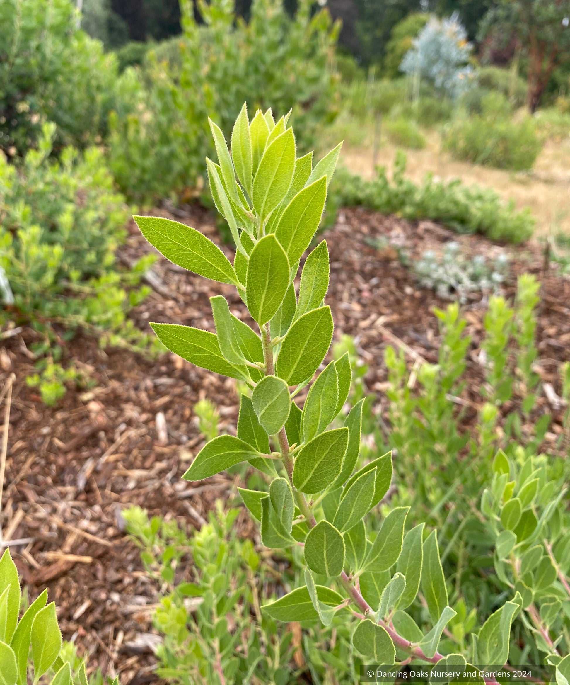 Shrubs ~ Arctostaphylos 'Sawtooth' CA20-28 ~ Dancing Oaks Nursery and Gardens ~ Retail Nursery ~ Mail Order Nursery