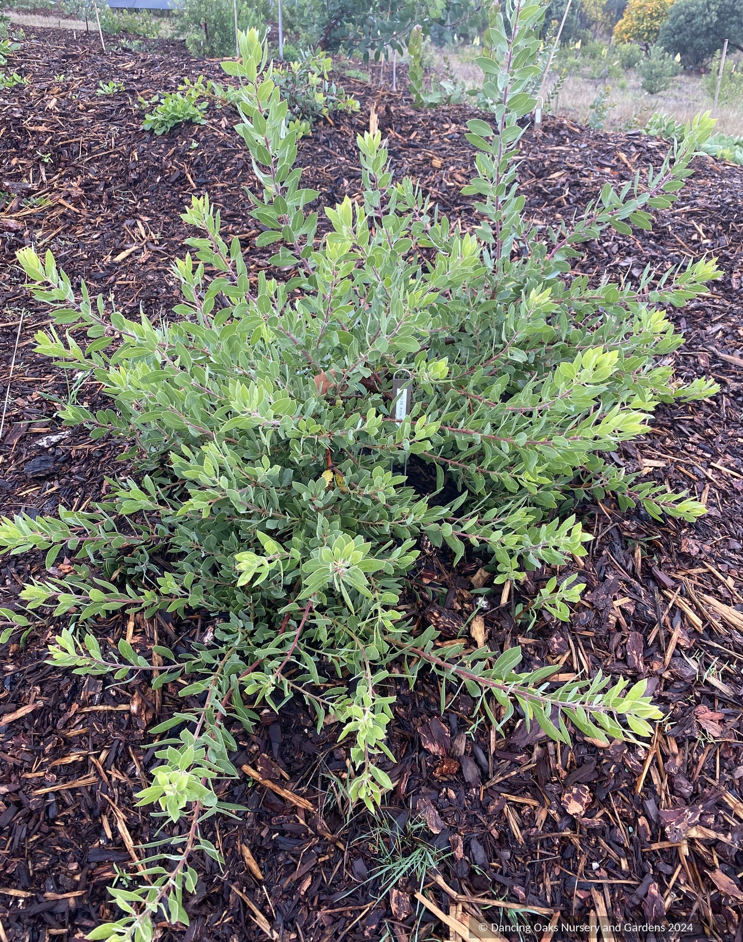 Shrubs ~ Arctostaphylos 'Sawtooth' CA20-28 ~ Dancing Oaks Nursery and Gardens ~ Retail Nursery ~ Mail Order Nursery
