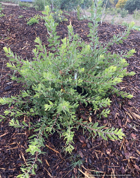 Shrubs ~ Arctostaphylos 'Sawtooth' CA20-28 ~ Dancing Oaks Nursery and Gardens ~ Retail Nursery ~ Mail Order Nursery