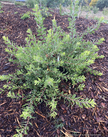 Shrubs ~ Arctostaphylos 'Sawtooth' CA20-28 ~ Dancing Oaks Nursery and Gardens ~ Retail Nursery ~ Mail Order Nursery