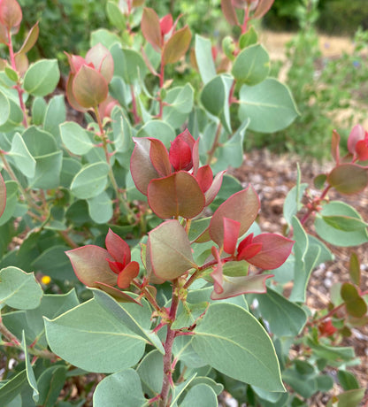 Shrubs ~ Arctostaphylos 'Snow Rose' CA23-47, Manzanita ~ Dancing Oaks Nursery and Gardens ~ Retail Nursery ~ Mail Order Nursery