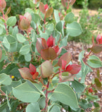 Shrubs ~ Arctostaphylos 'Snow Rose' CA23-47, Manzanita ~ Dancing Oaks Nursery and Gardens ~ Retail Nursery ~ Mail Order Nursery
