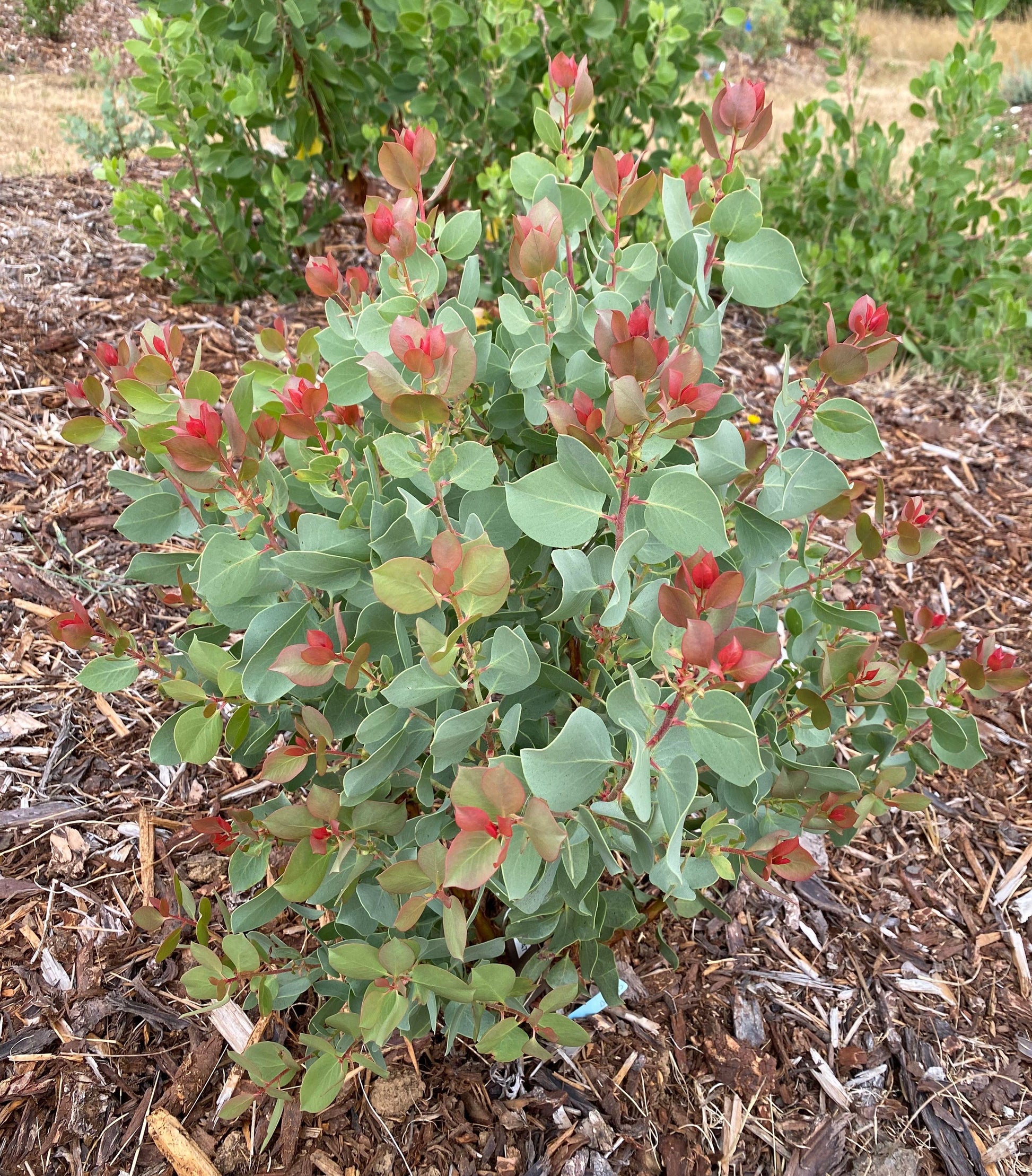 Shrubs ~ Arctostaphylos 'Snow Rose' CA23-47, Manzanita ~ Dancing Oaks Nursery and Gardens ~ Retail Nursery ~ Mail Order Nursery