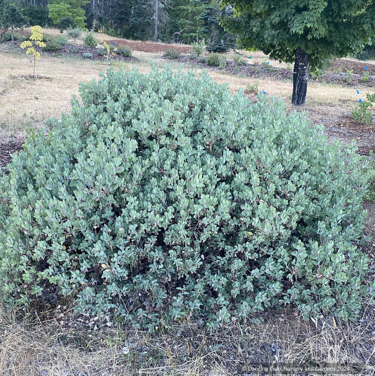 Arctostaphylos columbiana 'Strawberry Pearls' M25C, Manzanita
