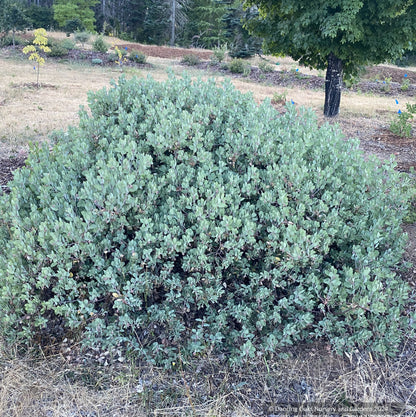 Arctostaphylos columbiana 'Strawberry Pearls' M25C, Manzanita