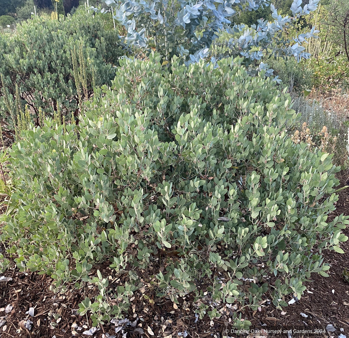 Arctostaphylos columbiana 'Strawberry Pearls' M25C, Manzanita