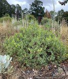 Shrubs ~ Arctostaphylos 'Turtle Shell' LLR-14, Manzanita ~ Dancing Oaks Nursery and Gardens ~ Retail Nursery ~ Mail Order Nursery