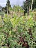 Shrubs ~ Arctostaphylos 'Turtle Shell' LLR-14, Manzanita ~ Dancing Oaks Nursery and Gardens ~ Retail Nursery ~ Mail Order Nursery