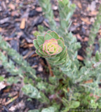 Shrubs ~ Arctostaphylos auriculata ‘Diablo Blush’, Mount Diablo Manzanita ~ Dancing Oaks Nursery and Gardens ~ Retail Nursery ~ Mail Order Nursery
