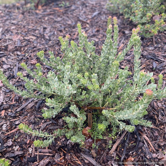 Shrubs ~ Arctostaphylos auriculata ‘Diablo Blush’, Mount Diablo Manzanita ~ Dancing Oaks Nursery and Gardens ~ Retail Nursery ~ Mail Order Nursery