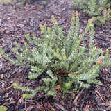 Shrubs ~ Arctostaphylos auriculata ‘Diablo Blush’, Mount Diablo Manzanita ~ Dancing Oaks Nursery and Gardens ~ Retail Nursery ~ Mail Order Nursery