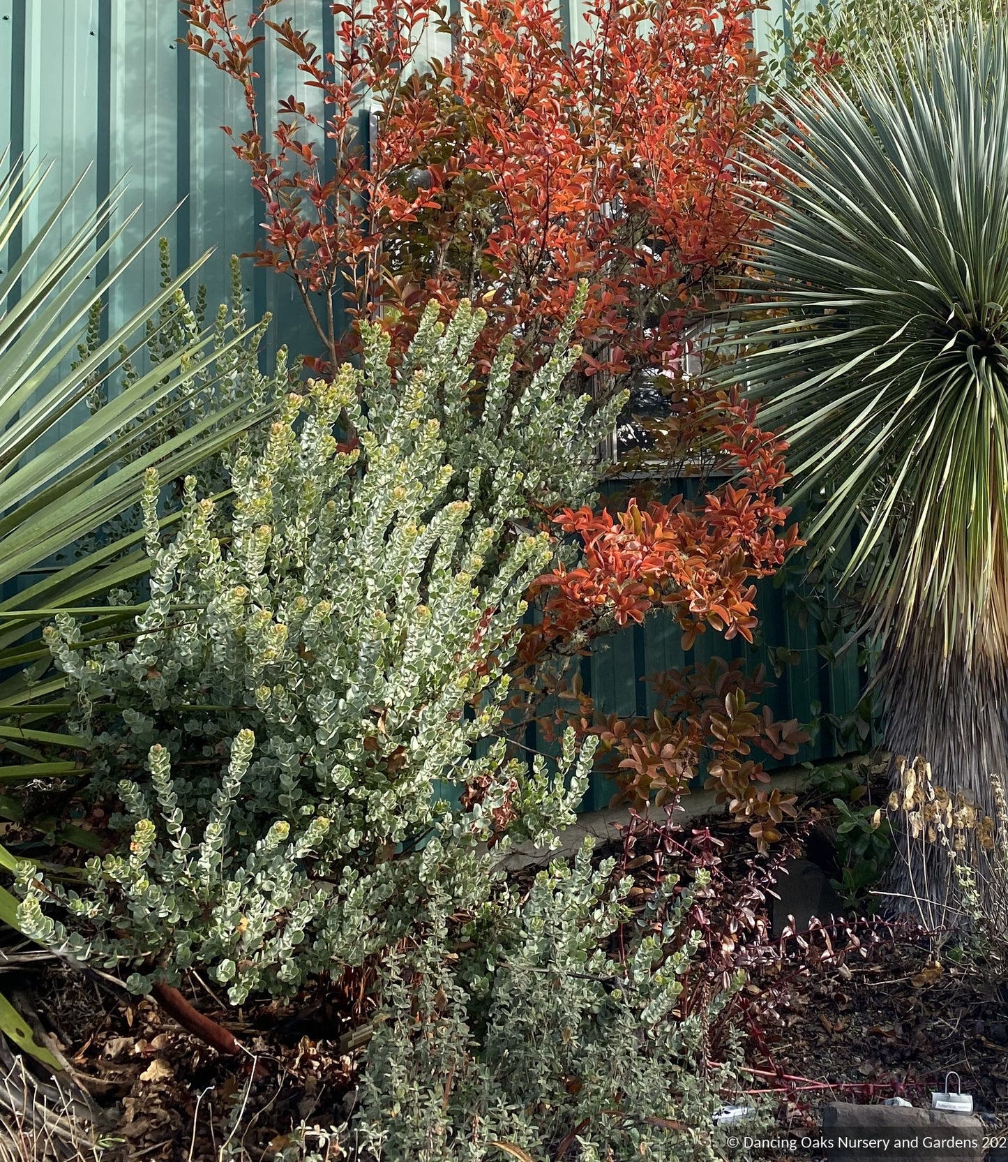 Shrubs ~ Arctostaphylos auriculata 'Knobcone Point', Mt. Diablo Manzanita ~ Dancing Oaks Nursery and Gardens ~ Retail Nursery ~ Mail Order Nursery