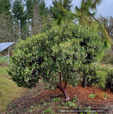 Shrubs ~ Arctostaphylos columbiana 'Windy Point' (FLN12), Hairy Manzanita ~ Dancing Oaks Nursery and Gardens ~ Retail Nursery ~ Mail Order Nursery