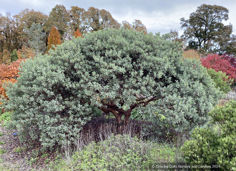 Shrubs ~ Arctostaphylos columbiana 'Blue River', Manzanita ~ Dancing Oaks Nursery and Gardens ~ Retail Nursery ~ Mail Order Nursery