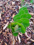 Shrubs ~ Arctostaphylos confertiflora 'The Giant', Sant Rosa  Island Manzanita~ Dancing Oaks Nursery and Gardens ~ Retail Nursery ~ Mail Order Nursery