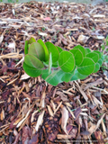 Shrubs ~ Arctostaphylos confertiflora 'The Giant', Sant Rosa  Island Manzanita~ Dancing Oaks Nursery and Gardens ~ Retail Nursery ~ Mail Order Nursery