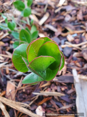 Shrubs ~ Arctostaphylos confertiflora 'The Giant', Sant Rosa  Island Manzanita~ Dancing Oaks Nursery and Gardens ~ Retail Nursery ~ Mail Order Nursery