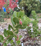 Shrubs ~ Arctostaphylos confertiflora 'Tilden Big', Santa Rosa Island manzanita ~ Dancing Oaks Nursery and Gardens ~ Retail Nursery ~ Mail Order Nursery