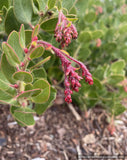 Shrubs ~ Arctostaphylos confertiflora 'Tilden Big', Santa Rosa Island manzanita ~ Dancing Oaks Nursery and Gardens ~ Retail Nursery ~ Mail Order Nursery