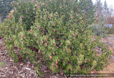 Shrubs ~ Arctostaphylos confertiflora 'Tilden Big', Santa Rosa Island manzanita ~ Dancing Oaks Nursery and Gardens ~ Retail Nursery ~ Mail Order Nursery