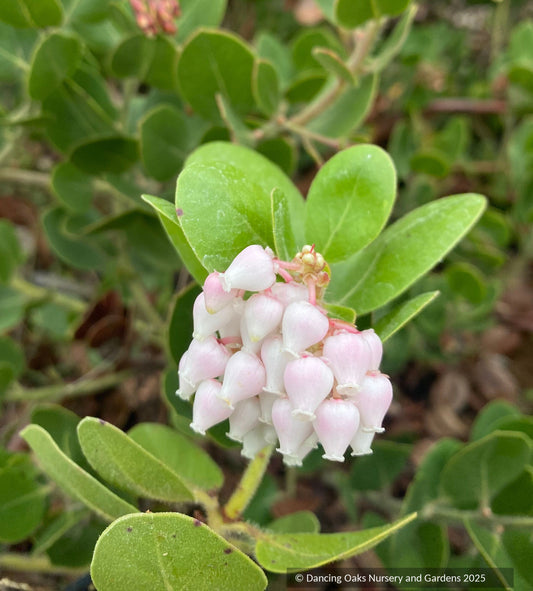 Shrubs ~ Arctostaphylos confertiflora 'Tilden Big', Santa Rosa Island manzanita ~ Dancing Oaks Nursery and Gardens ~ Retail Nursery ~ Mail Order Nursery