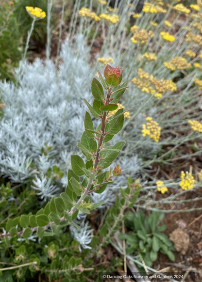 Shrubs ~ Arctostaphylos edmundsii ‘Big Sur’, Manzanita ~ Dancing Oaks Nursery and Gardens ~ Retail Nursery ~ Mail Order Nursery