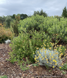 Shrubs ~ Arctostaphylos edmundsii ‘Big Sur’, Manzanita ~ Dancing Oaks Nursery and Gardens ~ Retail Nursery ~ Mail Order Nursery