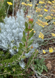 Shrubs ~ Arctostaphylos edmundsii ‘Big Sur’, Manzanita ~ Dancing Oaks Nursery and Gardens ~ Retail Nursery ~ Mail Order Nursery