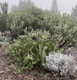 Shrubs ~ Arctostaphylos edmundsii ‘Big Sur’, Little Sur Manzanita ~ Dancing Oaks Nursery and Gardens ~ Retail Nursery ~ Mail Order Nursery