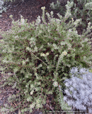 Shrubs ~ Arctostaphylos edmundsii ‘Big Sur’, Little Sur Manzanita ~ Dancing Oaks Nursery and Gardens ~ Retail Nursery ~ Mail Order Nursery