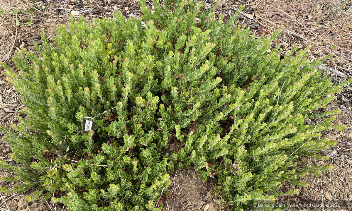 Shrubs ~ Arctostaphylos edmundsii 'Carmel Sur', Little Sur Manzanita ~ Dancing Oaks Nursery and Gardens ~ Retail Nursery ~ Mail Order Nursery