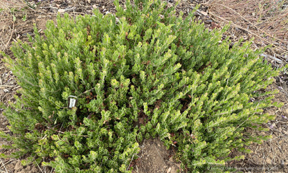 Shrubs ~ Arctostaphylos edmundsii 'Carmel Sur', Little Sur Manzanita ~ Dancing Oaks Nursery and Gardens ~ Retail Nursery ~ Mail Order Nursery