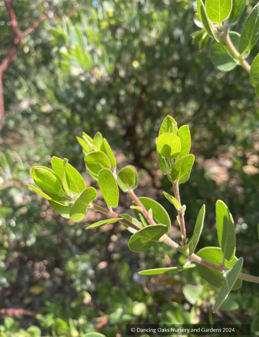 Shrubs ~ Arctostaphylos edmundsii 'Weber Garden', Little Sur Manzanita ~ Dancing Oaks Nursery and Gardens ~ Retail Nursery ~ Mail Order Nursery