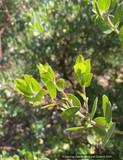 Shrubs ~ Arctostaphylos edmundsii 'Weber Garden', Little Sur Manzanita ~ Dancing Oaks Nursery and Gardens ~ Retail Nursery ~ Mail Order Nursery