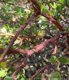 Shrubs ~ Arctostaphylos edmundsii 'Weber Garden', Little Sur Manzanita ~ Dancing Oaks Nursery and Gardens ~ Retail Nursery ~ Mail Order Nursery