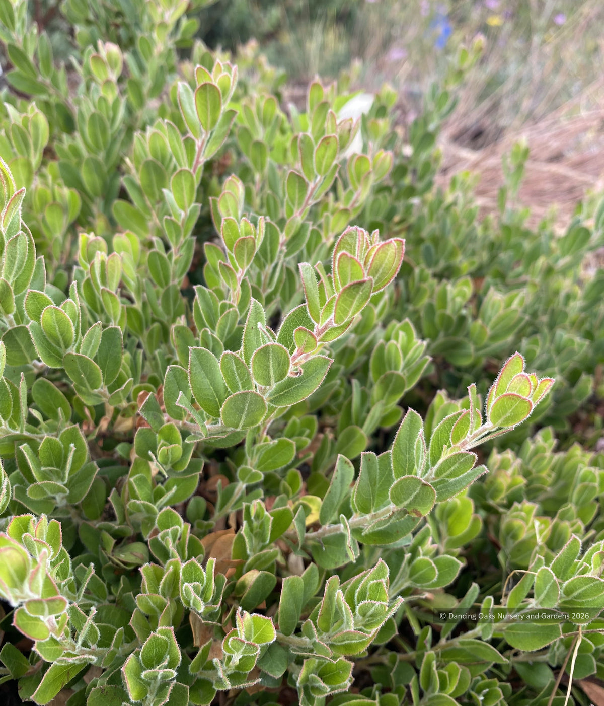 Shrubs ~ Arctostaphylos edmundsii 'Carmel Sur', Little Sur Manzanita ~ Dancing Oaks Nursery and Gardens ~ Retail Nursery ~ Mail Order Nursery
