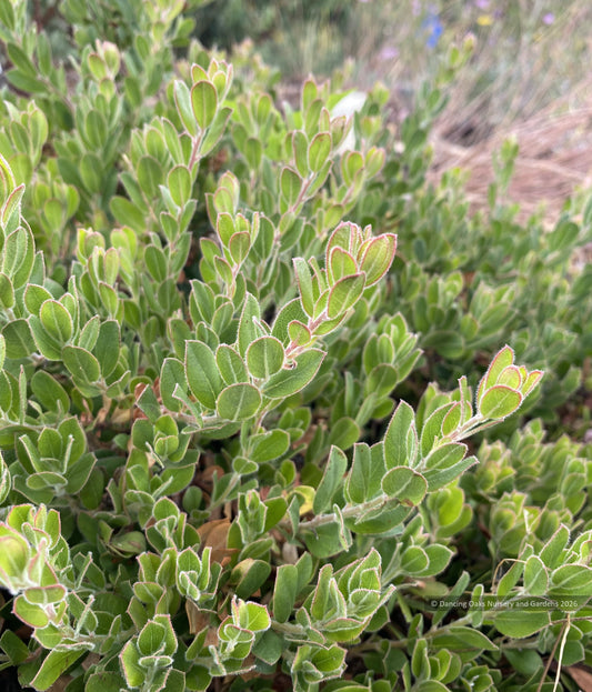 Shrubs ~ Arctostaphylos edmundsii 'Carmel Sur', Little Sur Manzanita ~ Dancing Oaks Nursery and Gardens ~ Retail Nursery ~ Mail Order Nursery