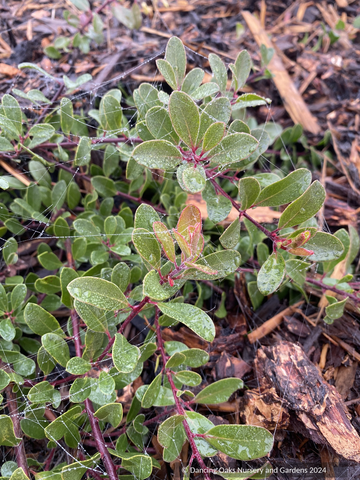 Shrubs ~ Arctostaphylos franciscana, Franciscan Manzanita ~ Dancing Oaks Nursery and Gardens ~ Retail Nursery ~ Mail Order Nursery