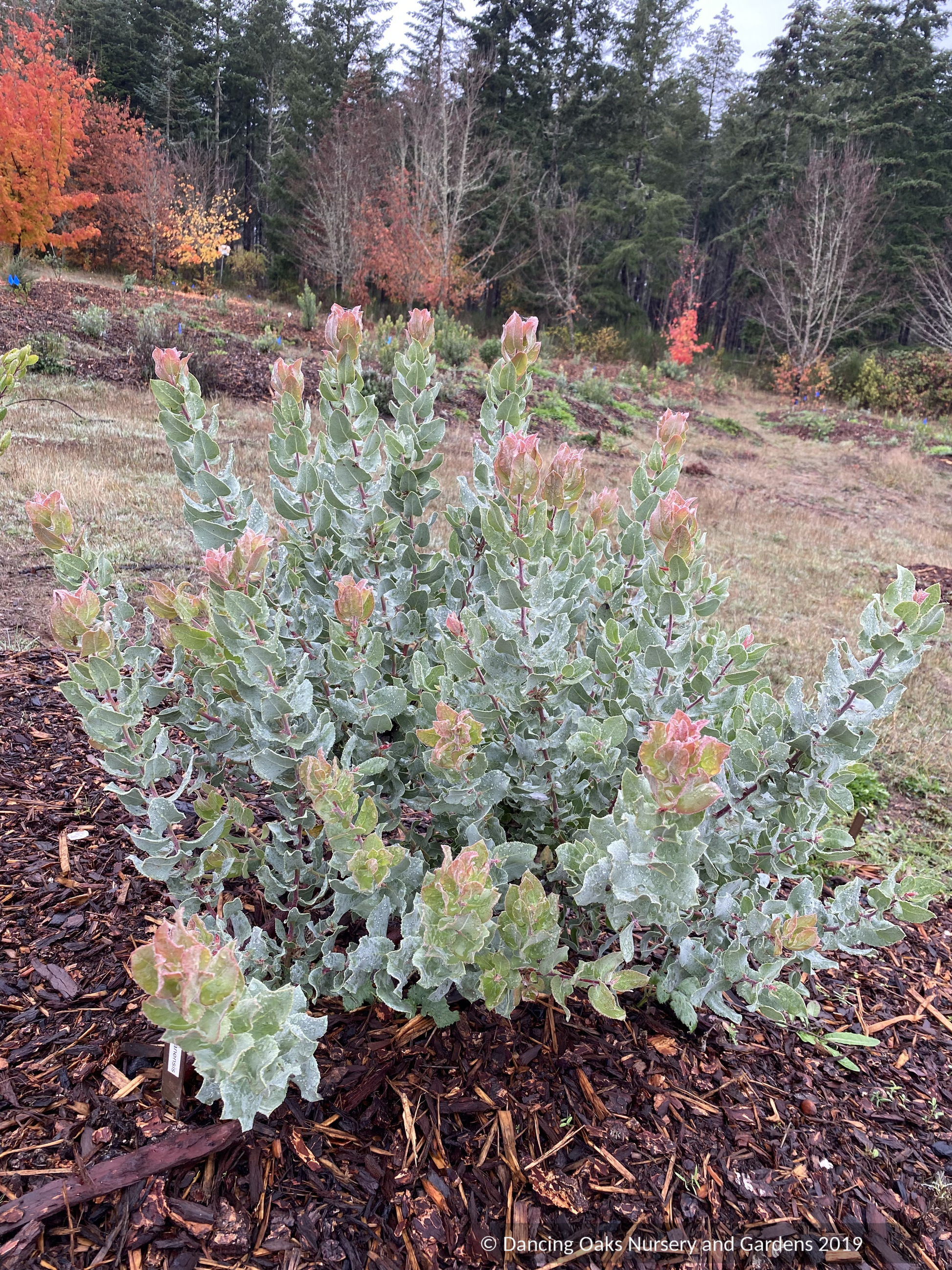 Shrubs ~ Arctostaphylos gabilanensis,  Manzanita~ Dancing Oaks Nursery and Gardens ~ Retail Nursery ~ Mail Order Nursery