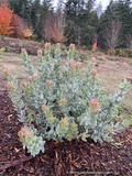 Shrubs ~ Arctostaphylos gabilanensis,  Manzanita~ Dancing Oaks Nursery and Gardens ~ Retail Nursery ~ Mail Order Nursery