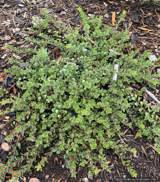 Arctostaphylos glandulosa ssp. cushingiana 'Huckleberry', Cushing Manzanita or Huckleberry Manzanita
