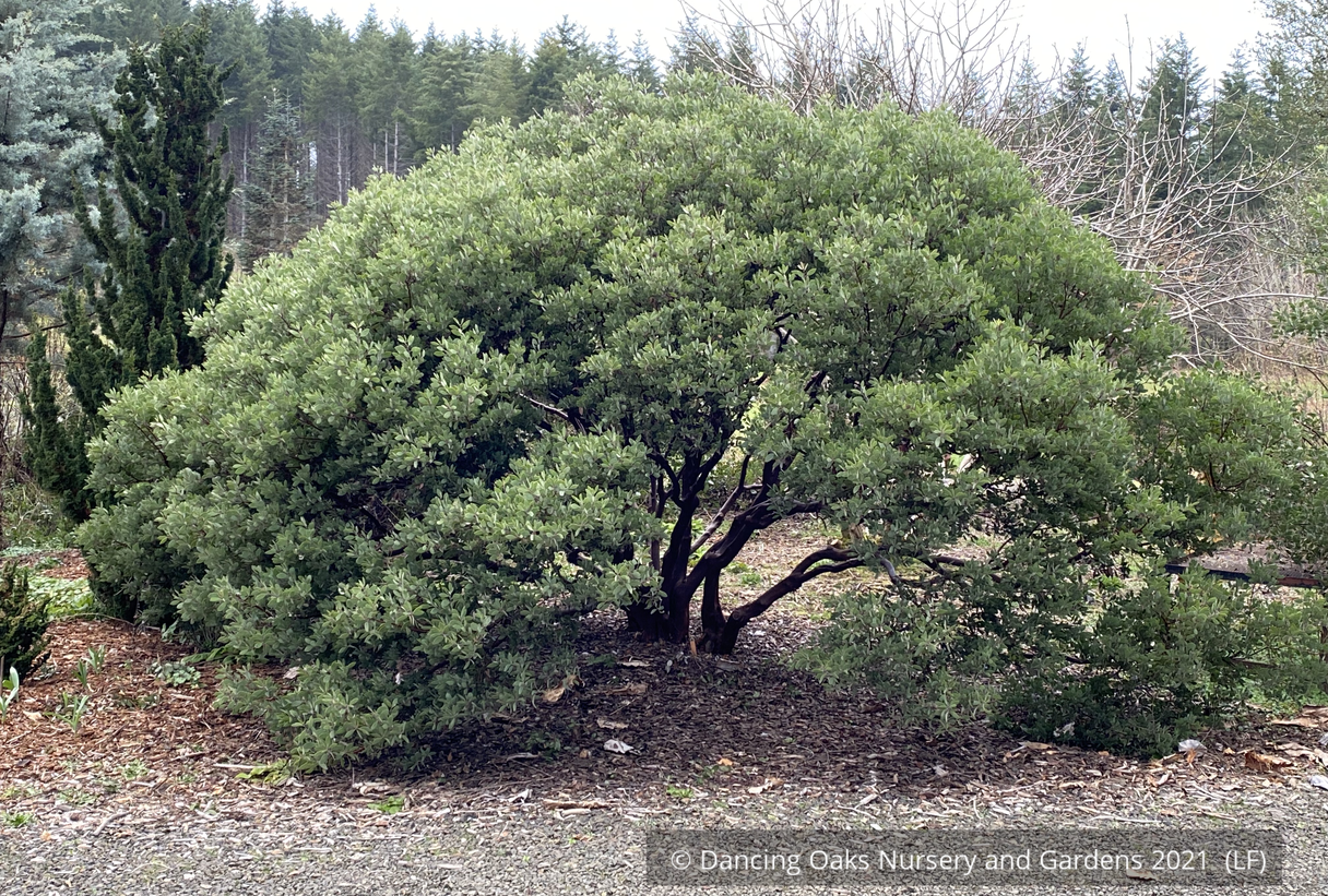 Shrubs ~ Arctostaphylos glandulosa ssp. glandulosa, Manzanita ~ Dancing Oaks Nursery and Gardens ~ Retail Nursery ~ Mail Order Nursery
