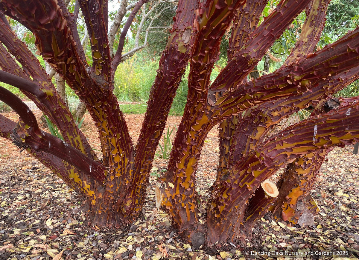 Shrubs ~ Arctostaphylos glandulosa ssp. glandulosa, Manzanita ~ Dancing Oaks Nursery and Gardens ~ Retail Nursery ~ Mail Order Nursery