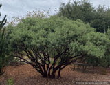 Arctostaphylos glandulosa ssp. glandulosa, Eastwood Manzanita