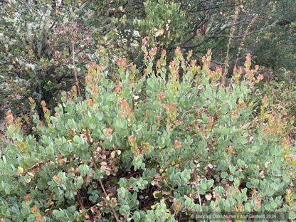Shrubs ~ Arctostaphylos glauca 'Canyon Blush', Big Berry Manzanita ~ Dancing Oaks Nursery and Gardens ~ Retail Nursery ~ Mail Order Nursery
