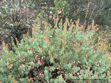Shrubs ~ Arctostaphylos glauca 'Canyon Blush', Big Berry Manzanita ~ Dancing Oaks Nursery and Gardens ~ Retail Nursery ~ Mail Order Nursery