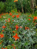 Epilobium (syn. Zauschneria) septentrionalis 'Select Mattole', Mattole River Fuchsia
