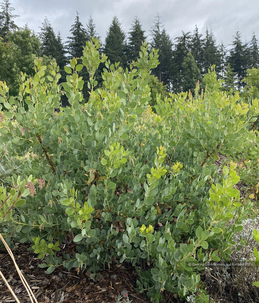 Arctostaphylos glauca 'Ramona', Big Berry or Blue Manzanita