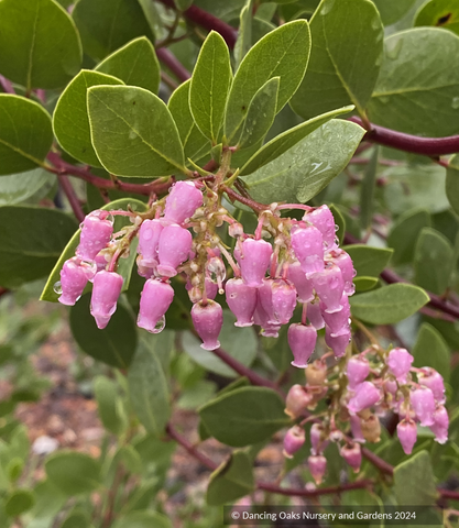 Shrubs ~ Arctostaphylos hybrid - ('Siskiyou Pink' x 'Austin Griffiths'), Manzanita ~ Dancing Oaks Nursery and Gardens ~ Retail Nursery ~ Mail Order Nursery